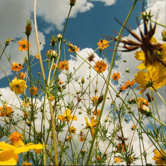 'You Are Spring!': Is Tasha's Album Our Generational Reset?