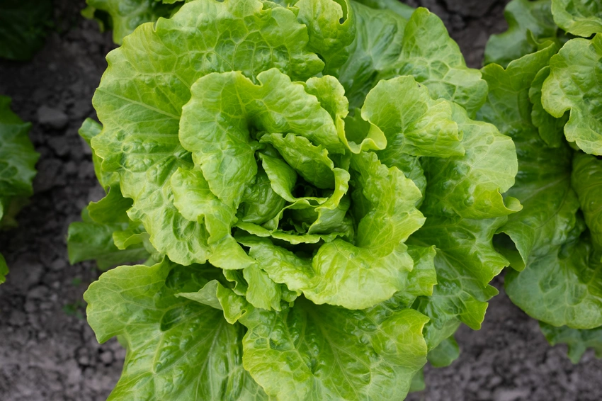 Cyclospora Outbreak Mystery: How Did Human Feces Contaminate Our Food?