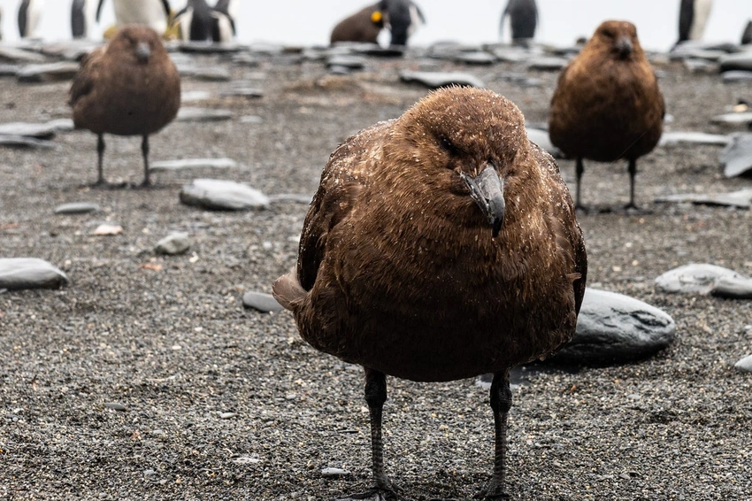 Deadly H5N1 Bird Flu Suspected in Australia for the First Time!