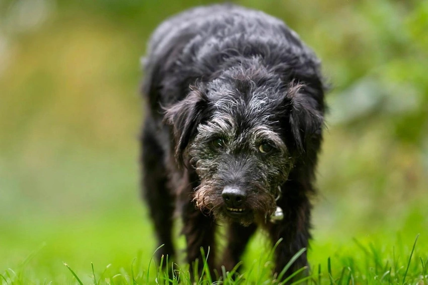 Ted the Gone Fishing dog dies aged 13; fans pay tribute