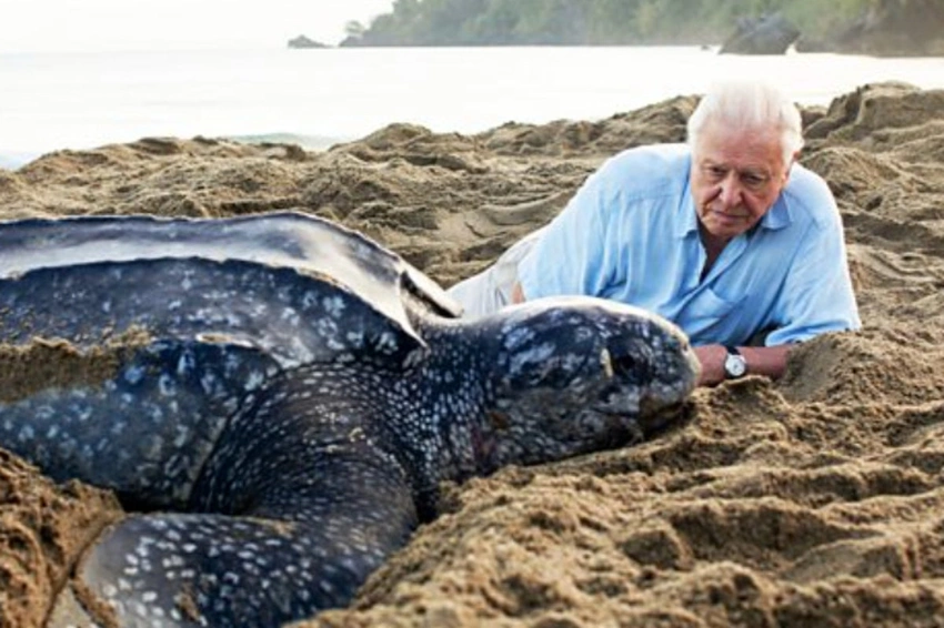 Sir David Attenborough Turns 100 as Wasp Named in His Honor