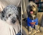 Heartbreak in LA: Police Fatally Shoot Family Dog Celebrating Knicks Win