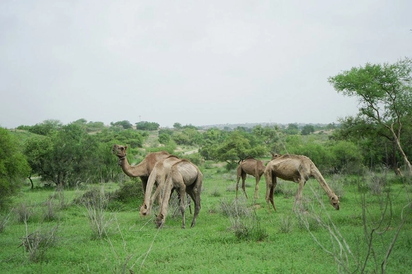 Thar's Transformation: From Sands To Green Fields