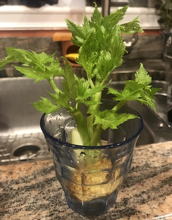 Disappointing celery regrowing in water