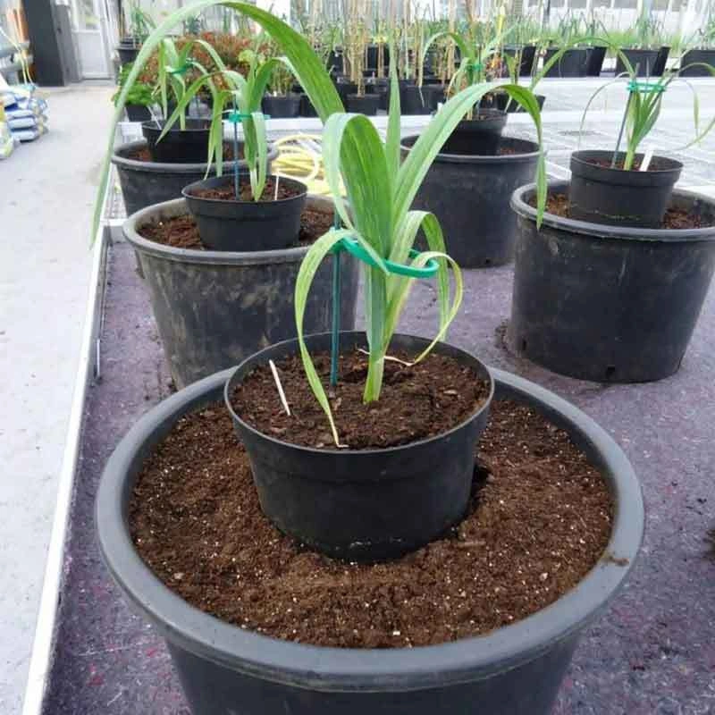 Thriving leek regrowing in soil pot