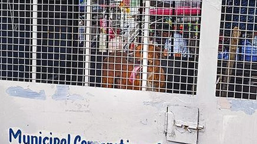 Supreme Court to Review Delhi Stray Dog Rules With Video Evidence on Jan 7