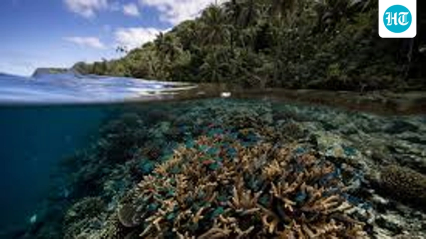 Hope for Reefs! New Study Pinpoints Climate-Resilient Corals Globally