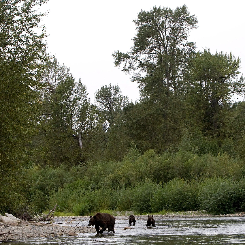 Grizzly Attack Injures 11 on BC Trail; School Group Rescued