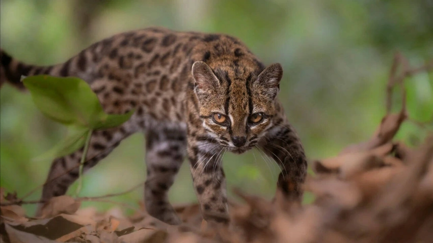 New Wild Cat Species 'Tilcayo' Discovered in Bolivia's Cloud Forests!