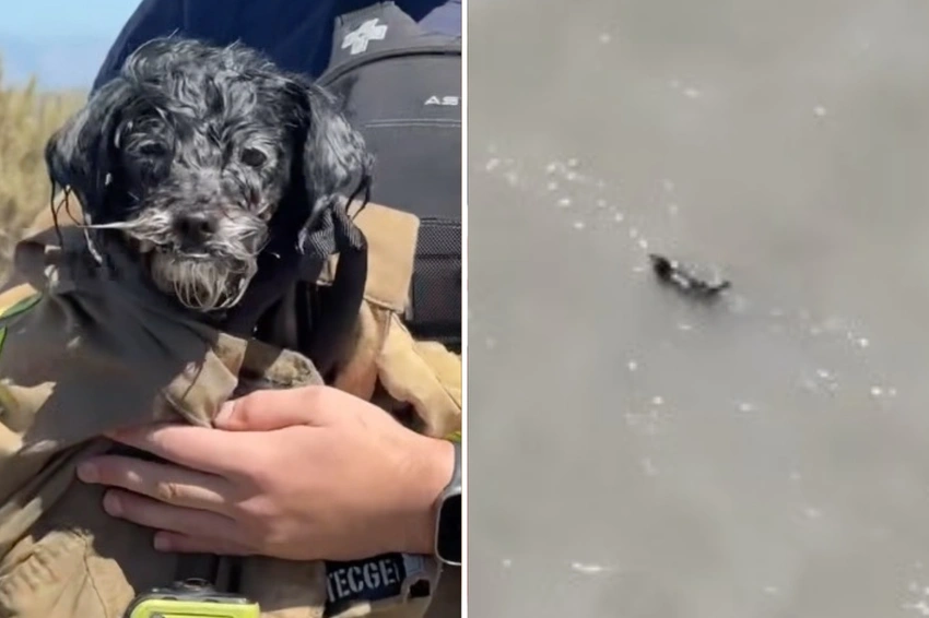 Miracle Rescue: Dog Missing for Weeks Found Swimming in San Francisco Bay!