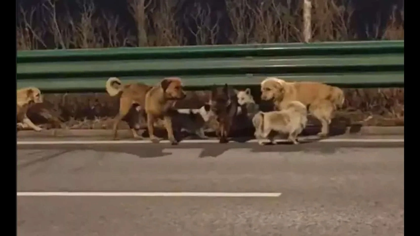 7 Dogs Returning Home Video Debunked: Real Footage, Mixed Story