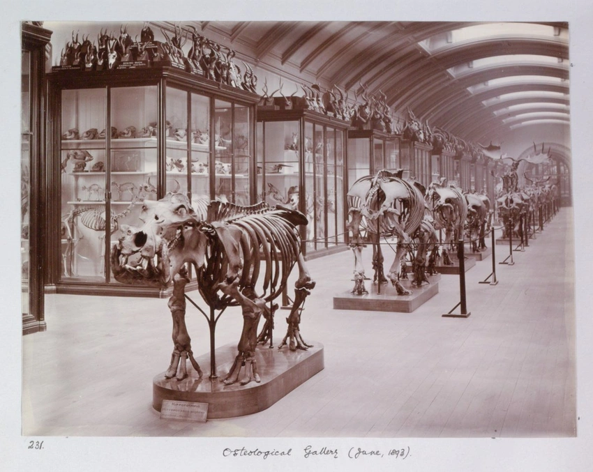 Hidden Gallery at Natural History Museum Reopens After 80 Years!