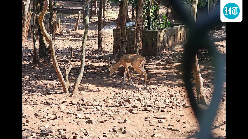 Belagavi Zoo Toll Rises to 31 Blackbucks; Probe Ordered