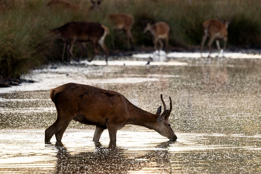Stag Shot in Richmond Park After Injuring Man: Urgent Safety Warning Issued