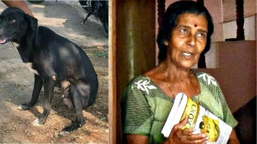 Bengaluru Woman Harassed Walking Her Dog, Phone Stolen; Suspect On the Run