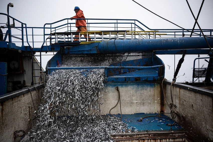 El Niño's Double-Edged Sword: Pacific Fisheries Reel, Indian Ocean Sardines at Risk
