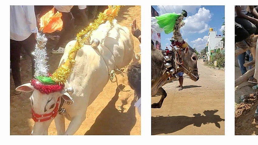 Traffic diversion in Katpadi for bull race on March 5