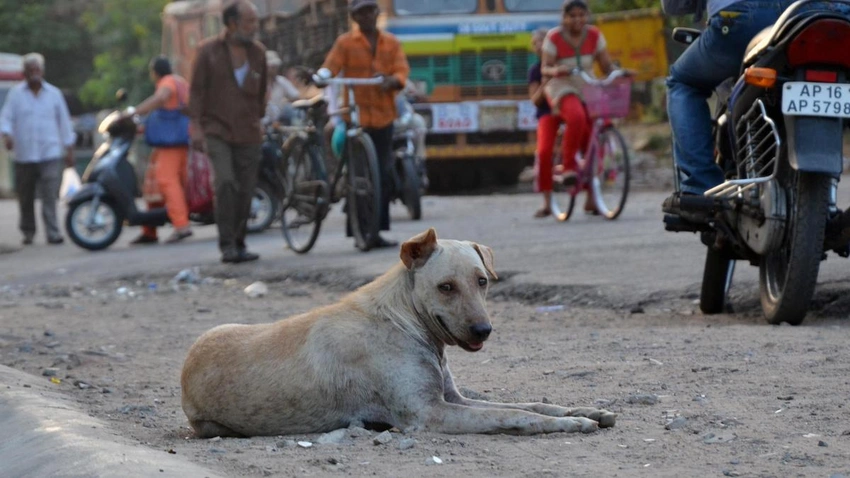 SC Pulls Up States Over Stray Dogs, Warns Chief Secretaries