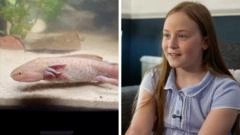 10-year-old finds rare Mexican axolotl in Wales and brings it home
