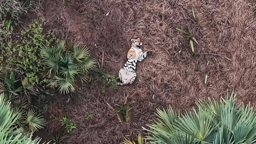 Phase III Tiger Estimation at PTR kicks off with 940 camera traps across reserve