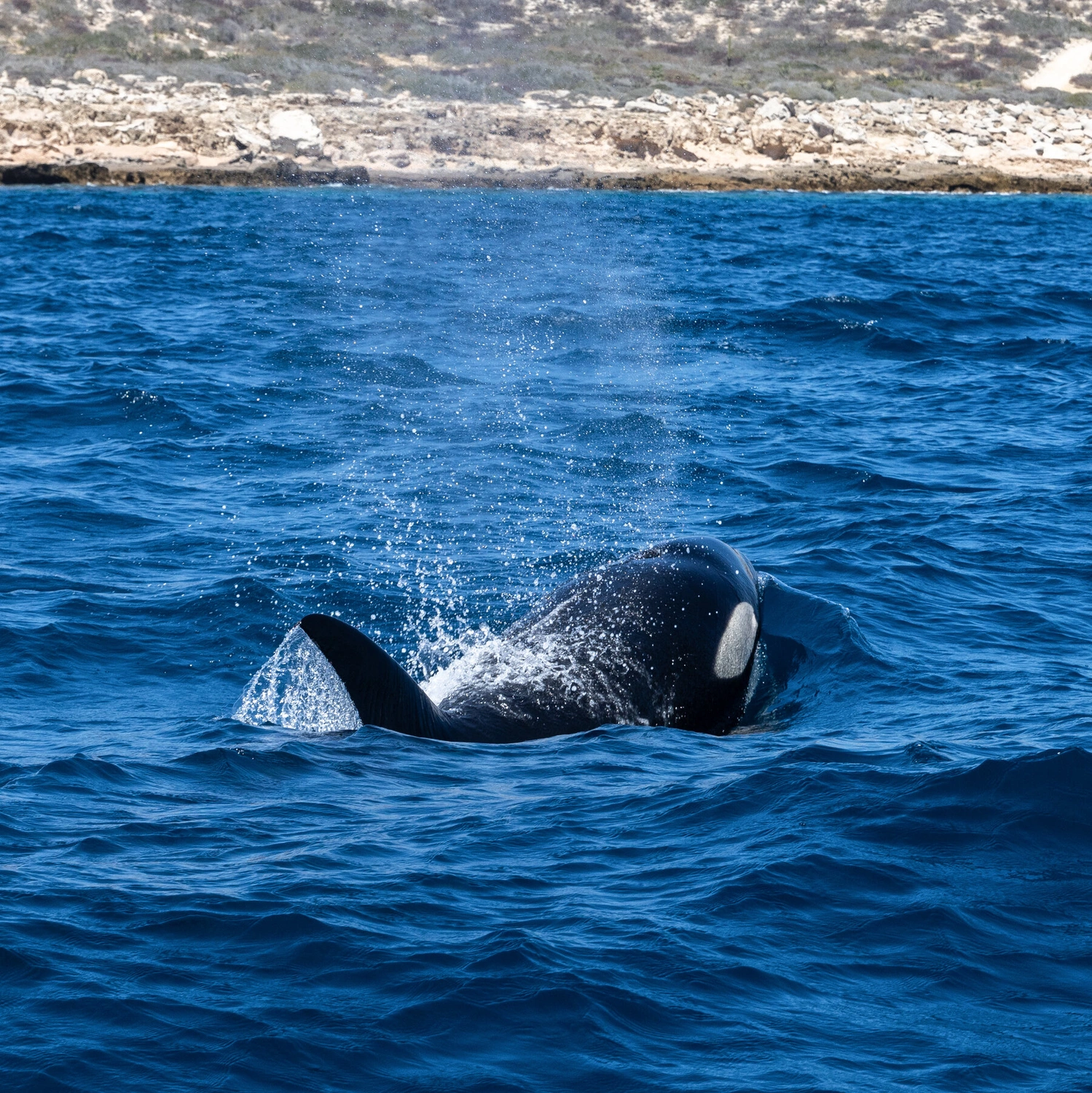 Stop Chasing the Orca Aesthetic: Why Swimming with Killer Whales Needs to Be Canceled