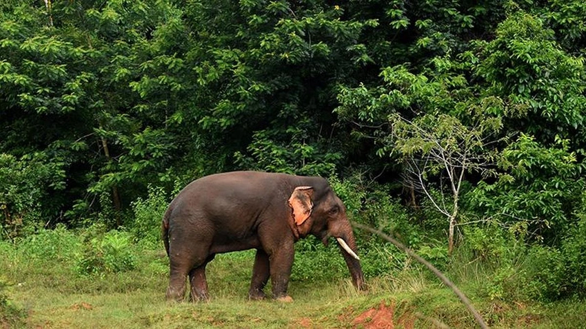 Odisha Sees Record Human Deaths in Elephant Conflicts, WSO Warns