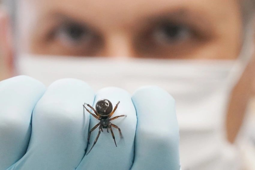 Spiders on the rise in England as false widows drive more hospital bites
