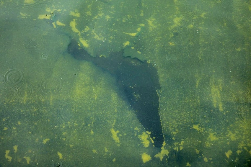 Reflecting Pool Woes: Algae Returns, Paint Peels at Lincoln Memorial!