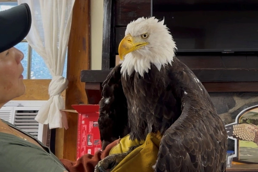 California Mourns Jackie: Beloved Bald Eagle Star Dies After Weeks of Care
