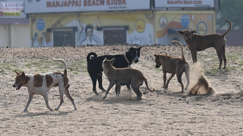 500 Stray Dogs Killed in Telangana After Poll Promises Fuel Outrage
