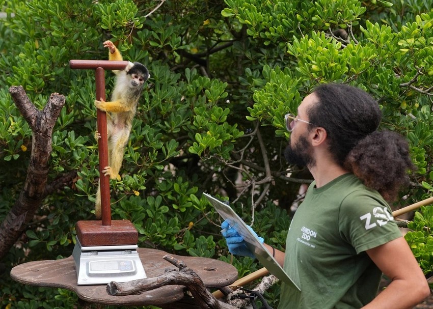 Cute Critters Hit the Scales: London Zoo's Annual Animal Weigh-In!