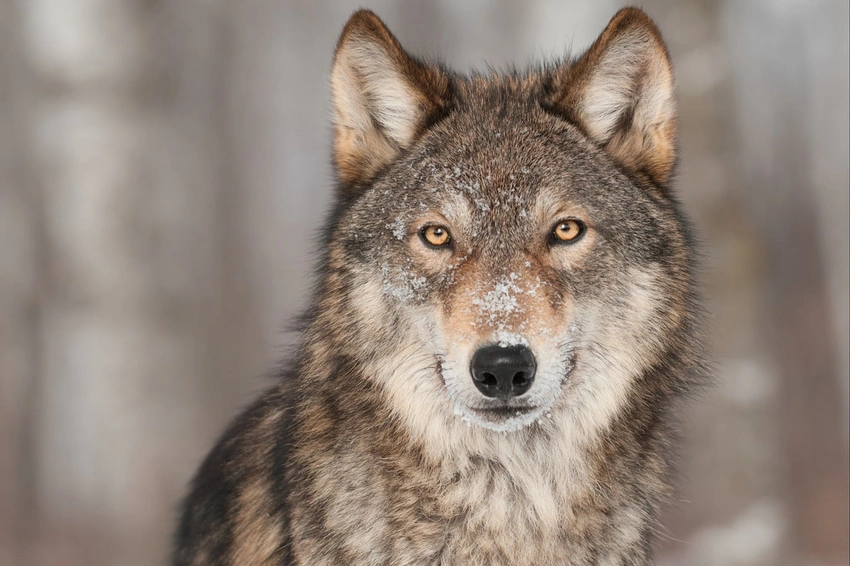 Wolf Alert in Denmark: Tourists Told How to React to Encounters!
