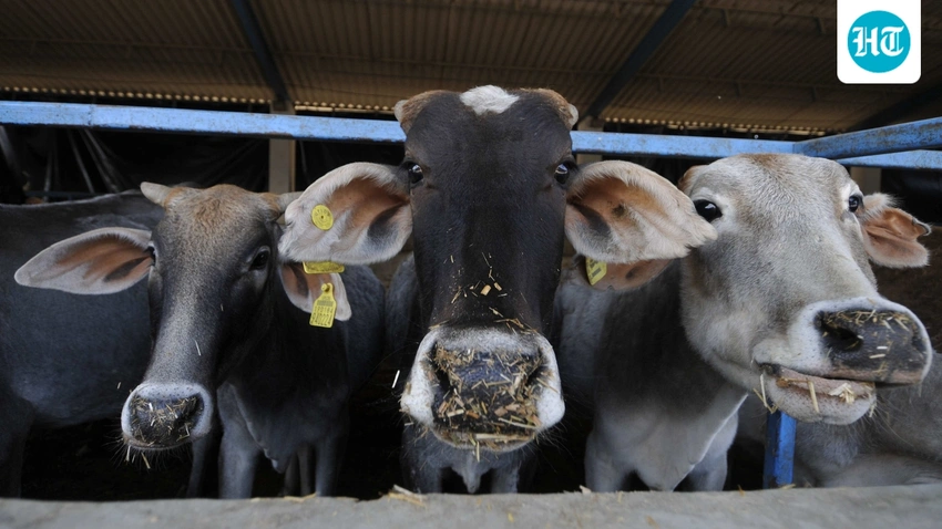Muslim Committees and Leaders Urge Avoiding Cow Sacrifice This Bakrid
