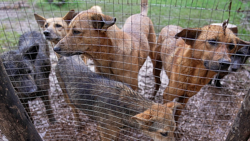 SC summons Chief Secretaries over stray dogs affidavits; Delhi to appear