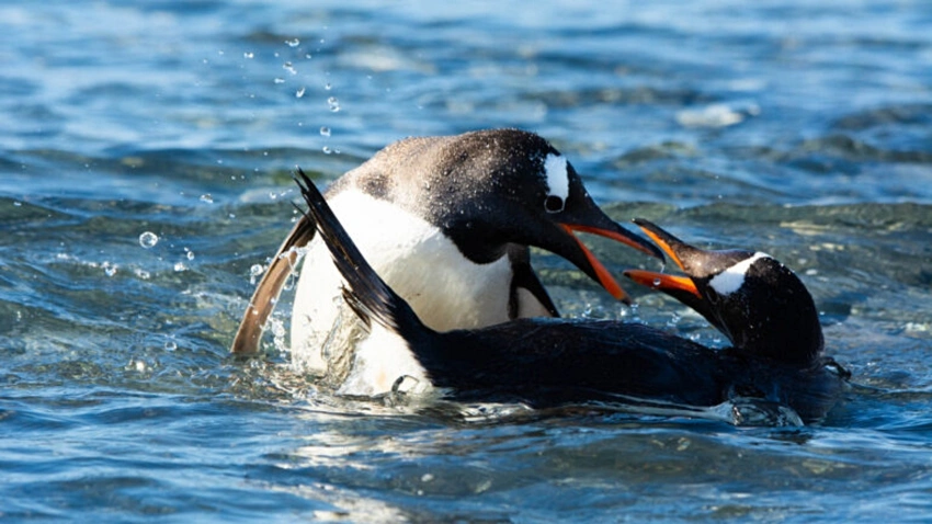 Penguin Family Tree Gets an Epic Update: What it Means for Conservation