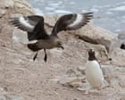 H5 Bird Flu Hits Australia: A "Genuine Wildlife Emergency" Unfolds