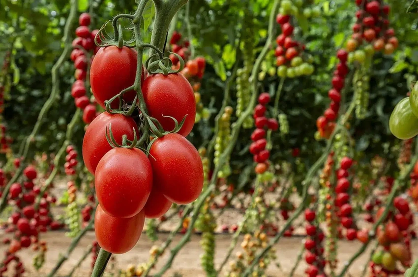 Plum vs. Roma Tomato Varieties: What Growers Should Know