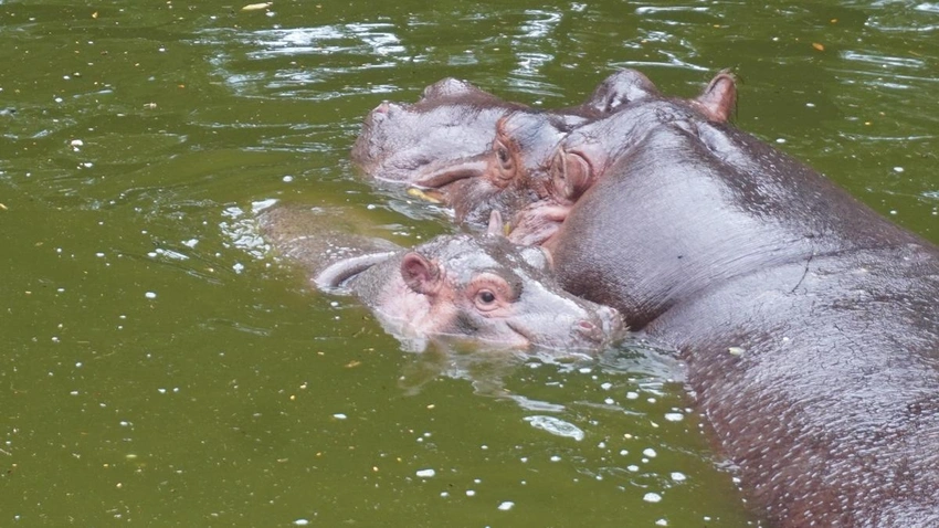 Toronto Zoo Welcomes Endangered Pygmy Hippo Calf! 🎉 Conservation Hope!