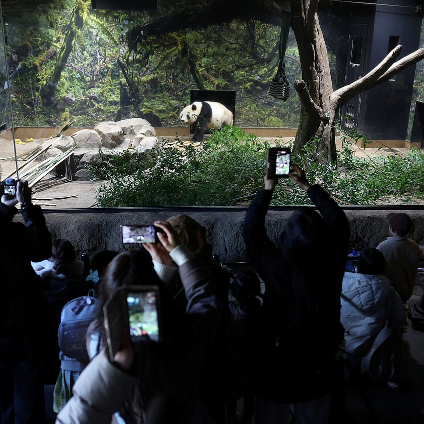 Pandas depart Tokyo as panda diplomacy ends