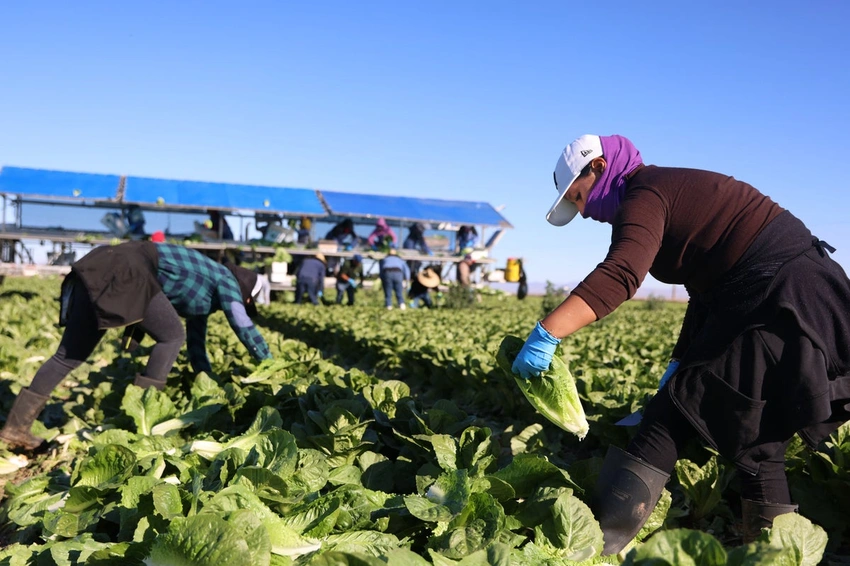 Taco Bell Pulls Lettuce Nationwide Amid Cyclospora Outbreak Scare!