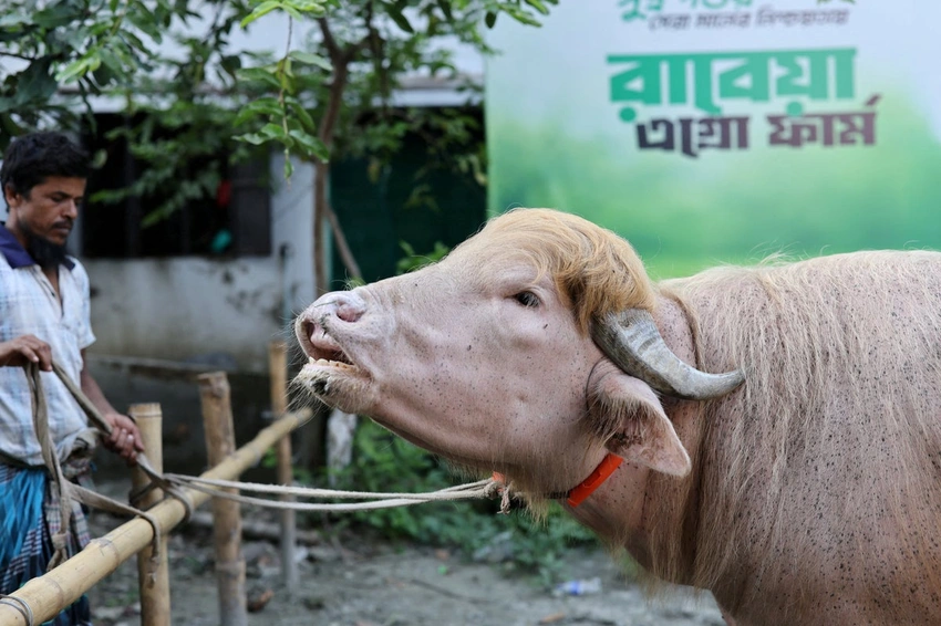 'Donald Trump' Albino Buffalo Sold for Eid Sacrifice in Bangladesh