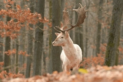 Profile Photo of emotionalcontracts