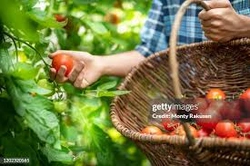 Profile Photo of petra_havel_96