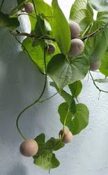 Profile Photo of plantlover05