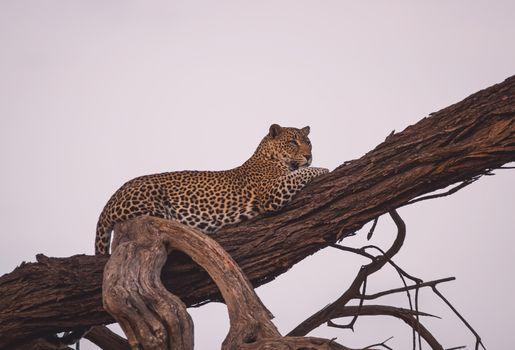 Profile Photo of radhika-963