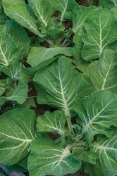 Profile Photo of techplants06