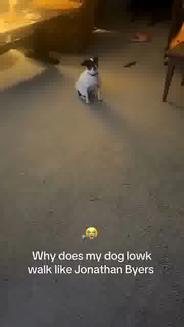 That jonathan byers walk: 

This dog somehow has Jonathan Byers' exact running style 😭

#StrangerThi