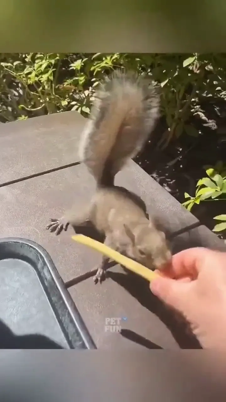 Funny pet fails 

Which moment made you laugh the most? Tell us in the comments! 🤭😄

#funnyanimals #